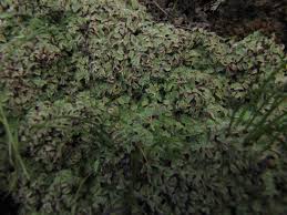 Attēlu rezultāti vaicājumam “Riccia bifurca”