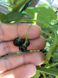 Attēlu rezultāti vaicājumam “Solanum nigrum”