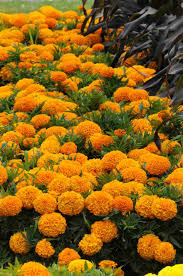 Attēlu rezultāti vaicājumam “Tagetes”