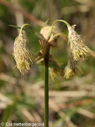 Attēlu rezultāti vaicājumam “Eriophorum angustifolium flower”