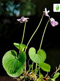 Attēlu rezultāti vaicājumam “Viola palustris”