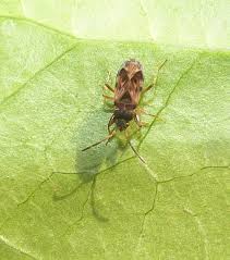 Attēlu rezultāti vaicājumam “Scolopostethus thomsoni”