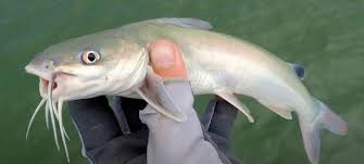 Image result for Ariopsis felis