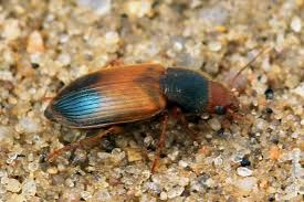 Attēlu rezultāti vaicājumam “Diachromus germanus”