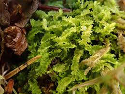 Attēlu rezultāti vaicājumam “Geocalyx graveolens”