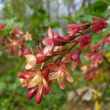 Attēlu rezultāti vaicājumam “Ribes uva-crispa flower”