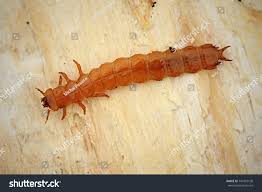 Attēlu rezultāti vaicājumam “Cucujidae”