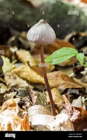 Attēlu rezultāti vaicājumam “Inocybe lanuginosa”