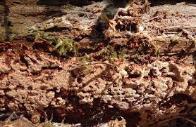 Attēlu rezultāti vaicājumam “Junghuhnia collabens”