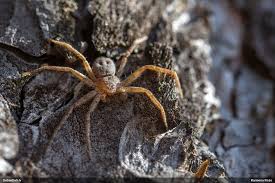 Attēlu rezultāti vaicājumam “Philodromus sp.”