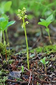 Attēlu rezultāti vaicājumam “Corallorhiza trifida”