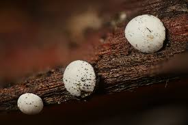 Attēlu rezultāti vaicājumam “Diderma globosum macro”