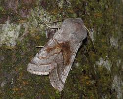 Attēlu rezultāti vaicājumam “Orthosia opima”