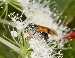 Attēlu rezultāti vaicājumam “Arge ustulata”