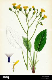 Attēlu rezultāti vaicājumam “Hieracium murorum flower”