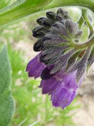 Attēlu rezultāti vaicājumam “Symphytum officinale flower”