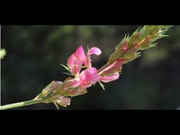 Attēlu rezultāti vaicājumam “Onobrychis arenaria bud”