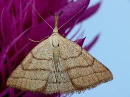 Attēlu rezultāti vaicājumam “Polypogon tentacularius”