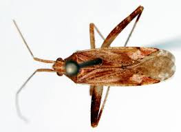 Attēlu rezultāti vaicājumam “Phytocoris varipes”