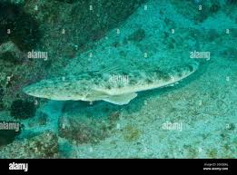 Image result for Platycephalus richardsoni