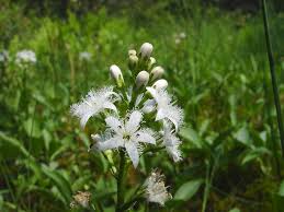 Attēlu rezultāti vaicājumam “Menyanthes trifoliata”