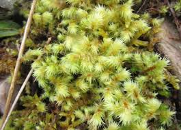 Attēlu rezultāti vaicājumam “Rhytidiadelphus triquetrus sporophyte”