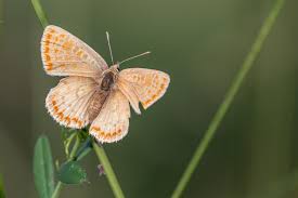 Attēlu rezultāti vaicājumam “Lycaena tityrus”