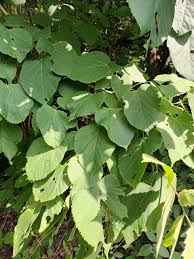 Attēlu rezultāti vaicājumam “Tilia americana”