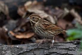 Attēlu rezultāti vaicājumam “Emberiza schoeniclus male”
