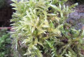 Attēlu rezultāti vaicājumam “Brachythecium”