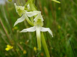 Attēlu rezultāti vaicājumam “Platanthera chlorantha flower”