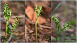 Attēlu rezultāti vaicājumam “Botrychium matricariifolium”