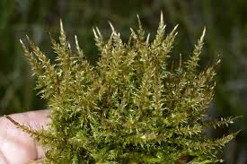 Attēlu rezultāti vaicājumam “Calliergon giganteum”