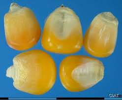 Attēlu rezultāti vaicājumam “Zea mays”