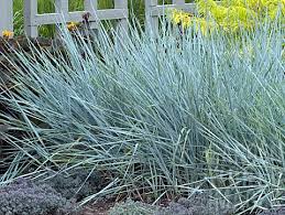 Attēlu rezultāti vaicājumam “Leymus arenarius”