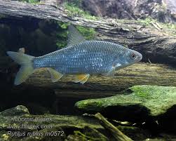 Image result for Rutilus heckelii