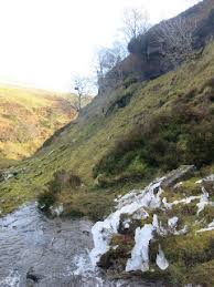Attēlu rezultāti vaicājumam “Leiocolea collaris”