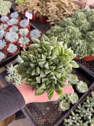 Image result for Haworthia