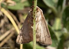 Attēlu rezultāti vaicājumam “Charanyca trigrammica”