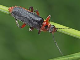 Attēlu rezultāti vaicājumam “Cantharis rustica”