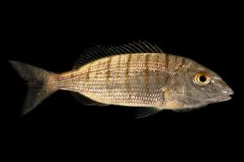 Image result for Lithognathus mormyrus