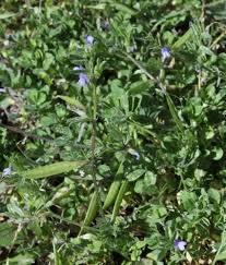Attēlu rezultāti vaicājumam “Vicia lathyroides leaf”