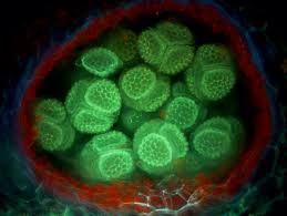 Attēlu rezultāti vaicājumam “Riccia sorocarpa macro”