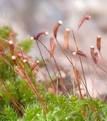 Attēlu rezultāti vaicājumam “Herzogiella seligeri”