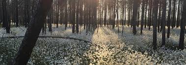 Attēlu rezultāti vaicājumam “Lamellocossus terebra”