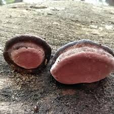 Attēlu rezultāti vaicājumam “Fomitopsis rosea”