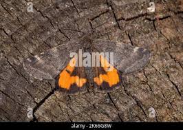 Attēlu rezultāti vaicājumam “Boudinotiana notha”