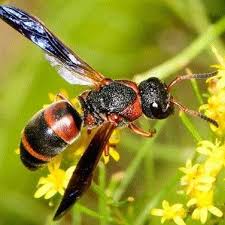 Attēlu rezultāti vaicājumam “Vespidae”