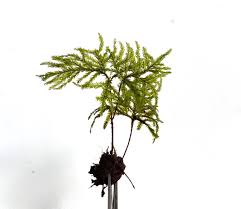 Attēlu rezultāti vaicājumam “Climacium dendroides sporophyte”