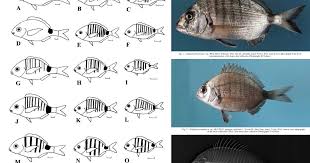 Image result for Diplodus sargus